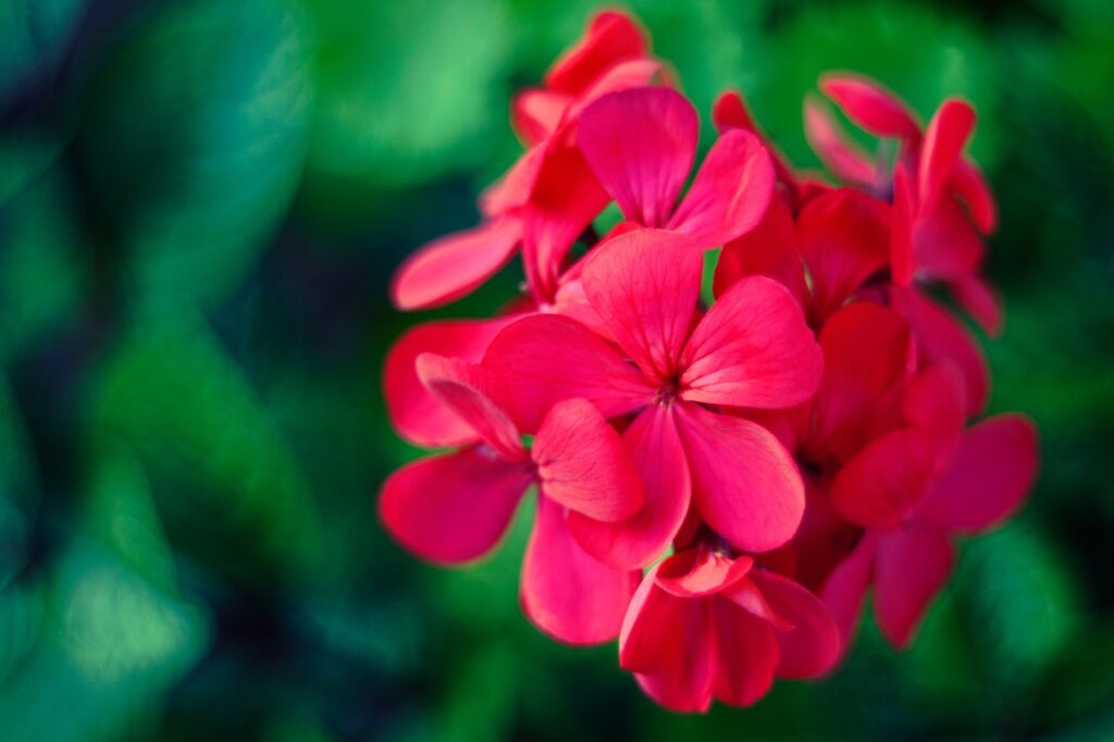 a closeup of a pink flower perfect for window boxes