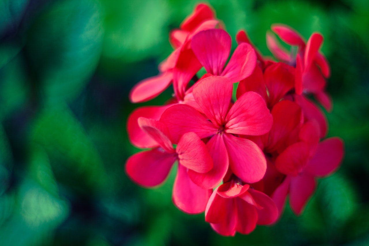a closeup of a pink flower perfect for window boxes
