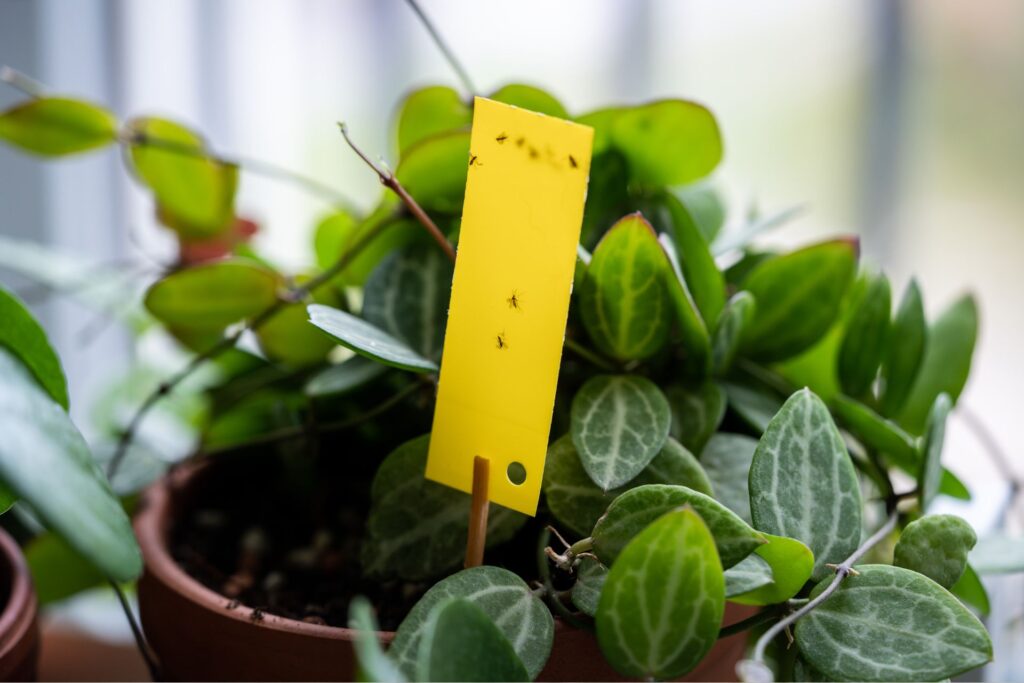 closeup of a gnat trap; image licensed from Canva Pro by L.S.