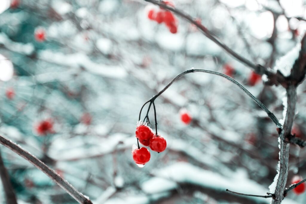 red berries covered in frost on a tree