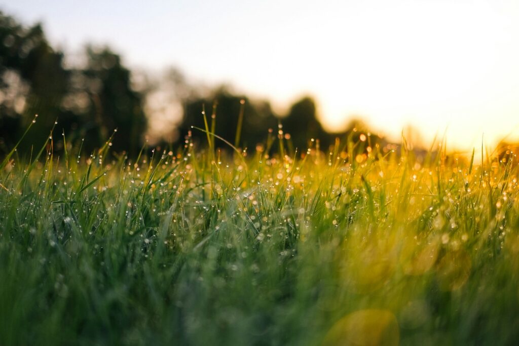 Grass blades that are slightly fuzzy due to the up-close zoom. They're covered in dew drops and nearly yellow in the morning sun that's rising behind them. Dark green trees are blurry in the distance.