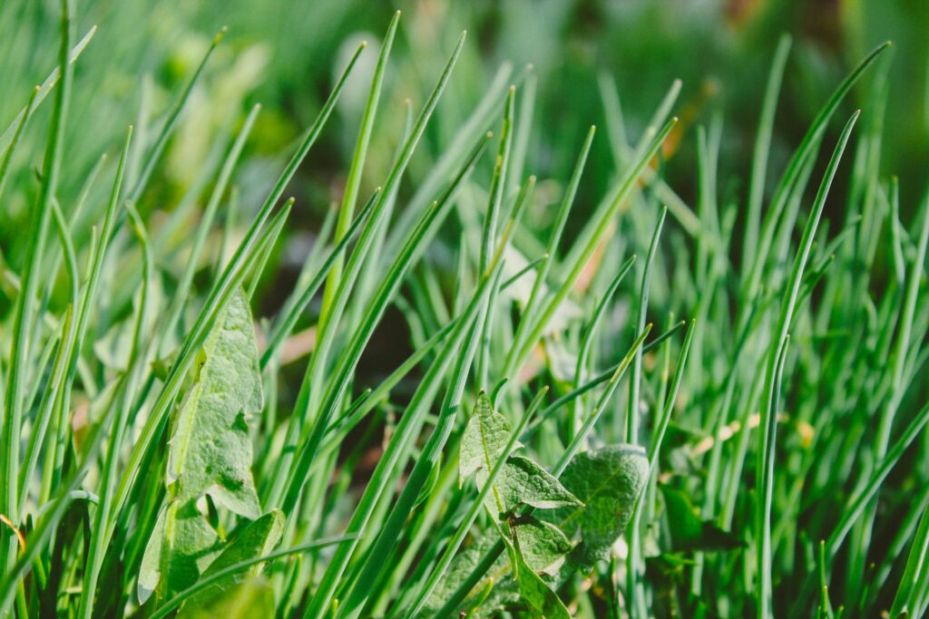 Weeds amongst blades of grass.