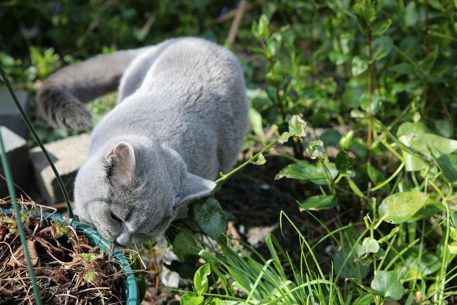 cat in a garden of plants