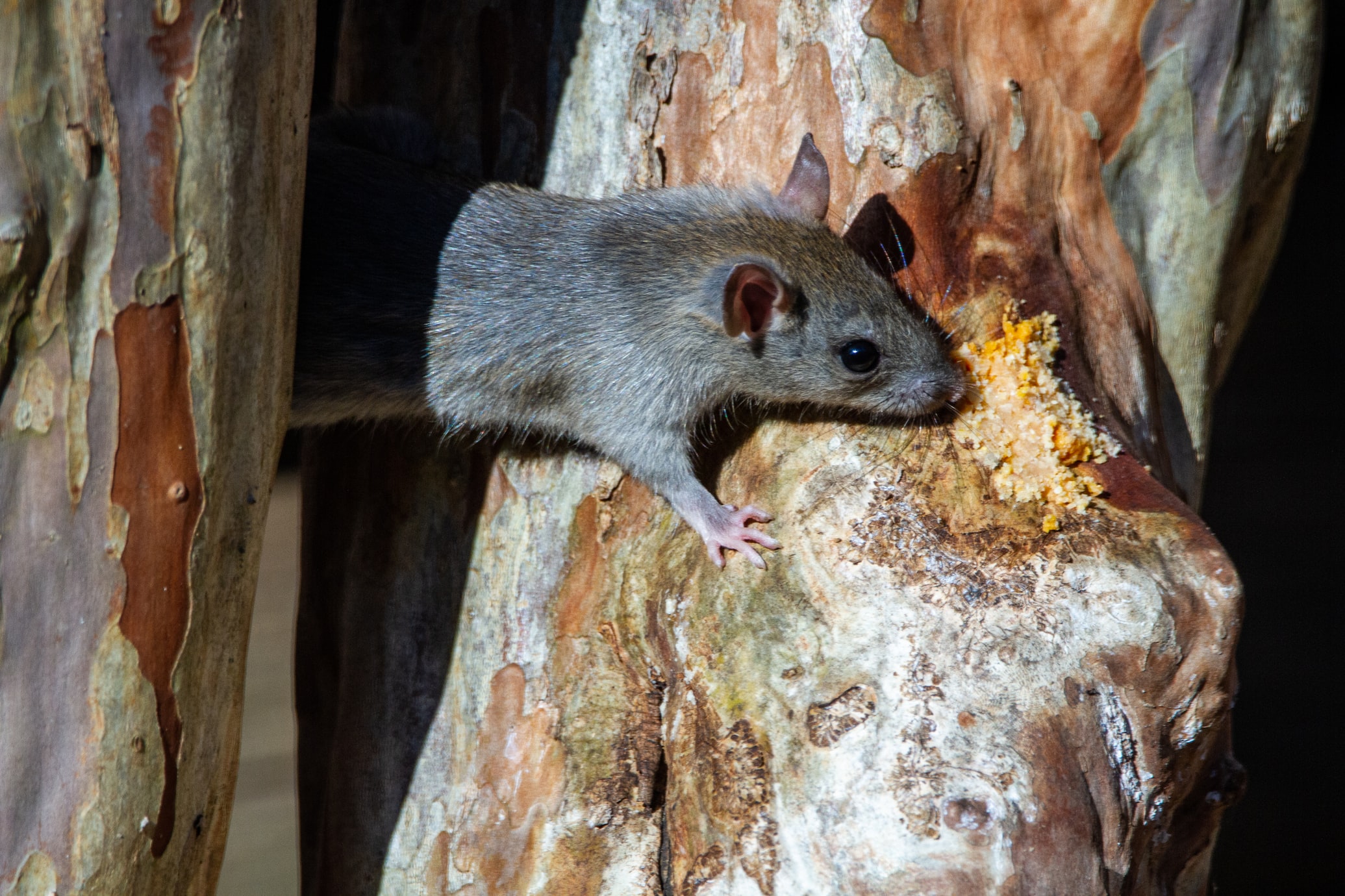 rat sniffing