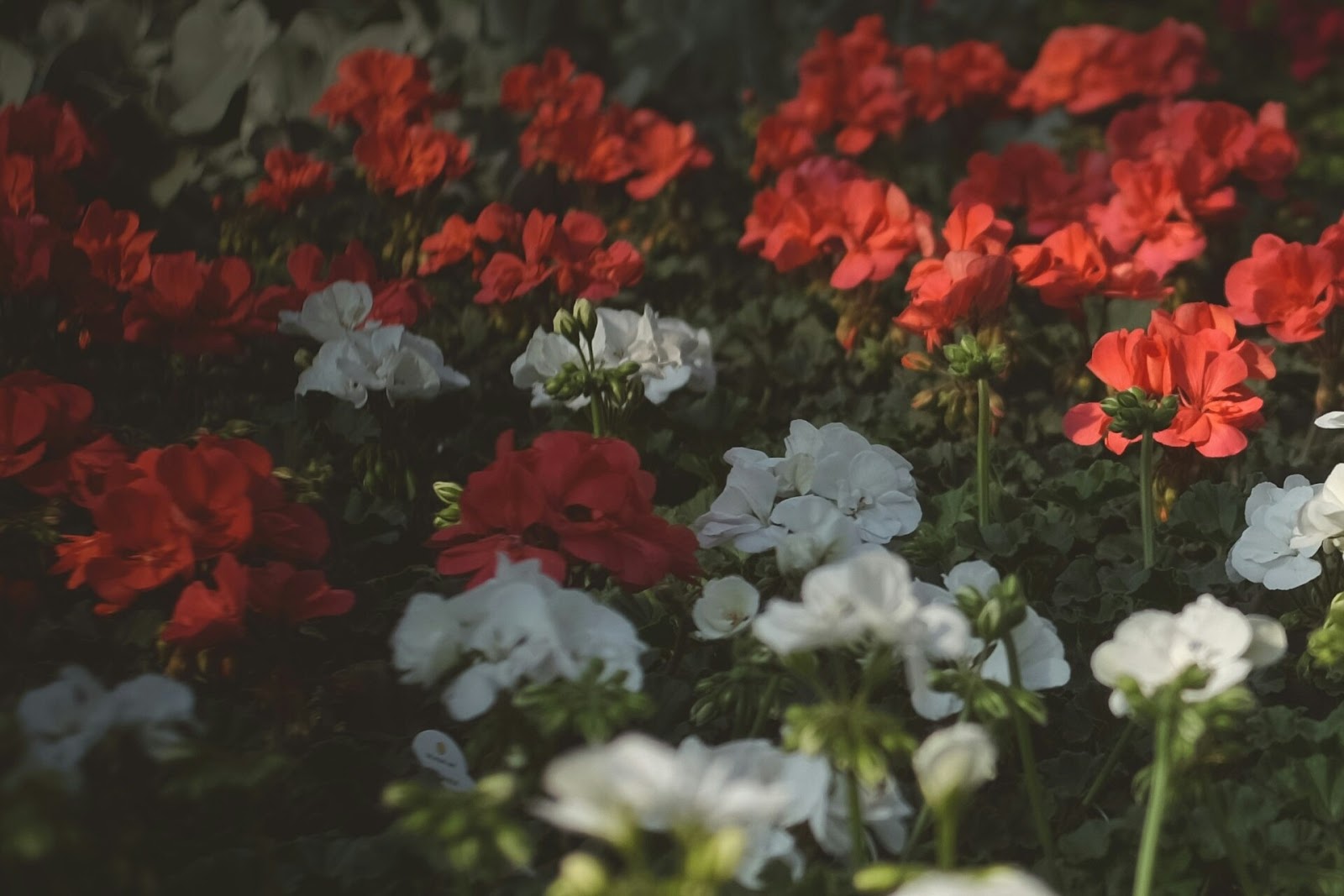 roses for sensory garden ideas