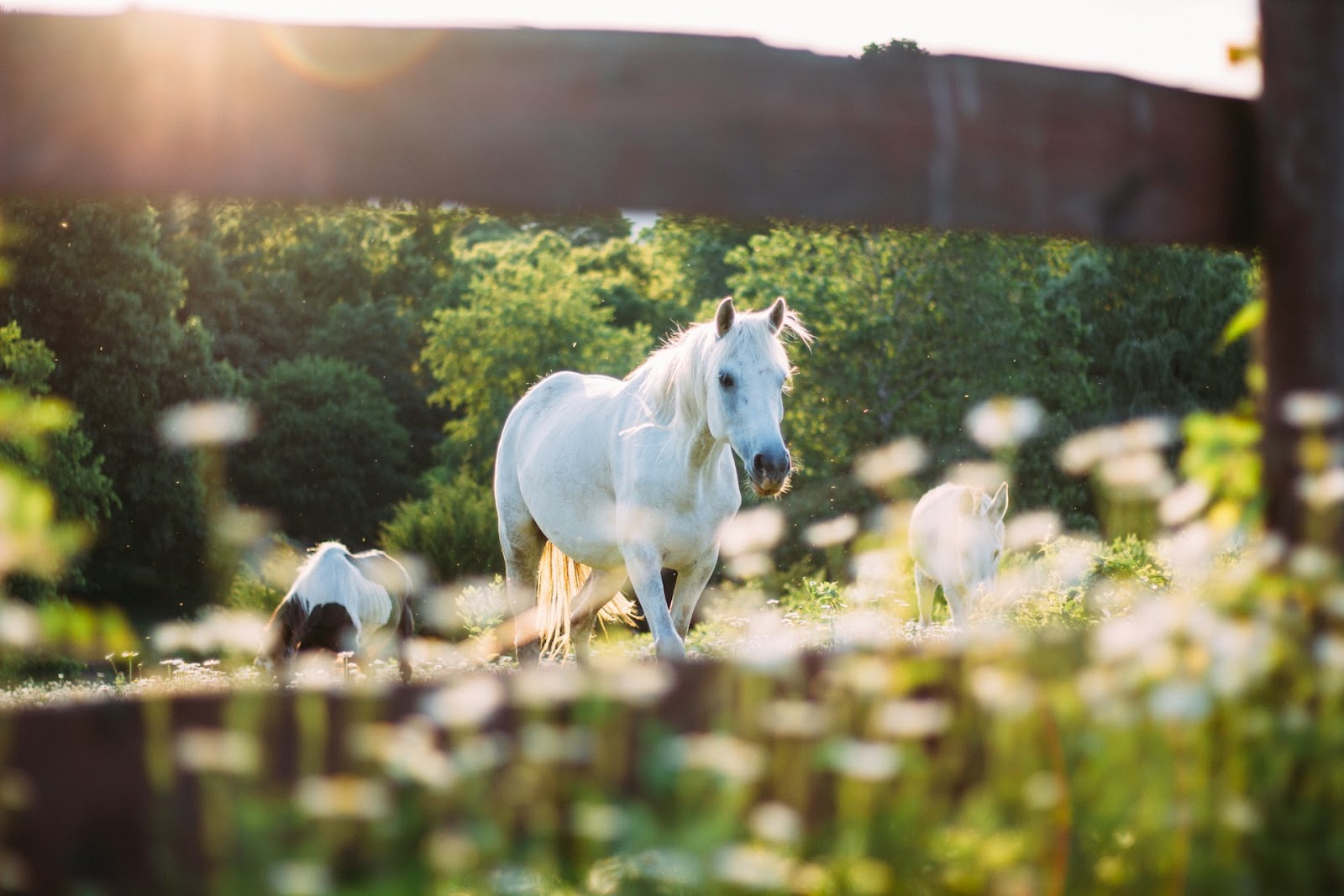 horse in a field of plants
