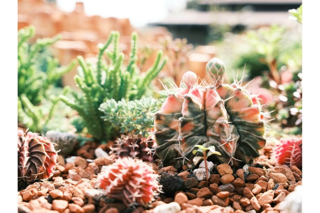Native plants like cacti and cycads reduce water consumption in dry areas.