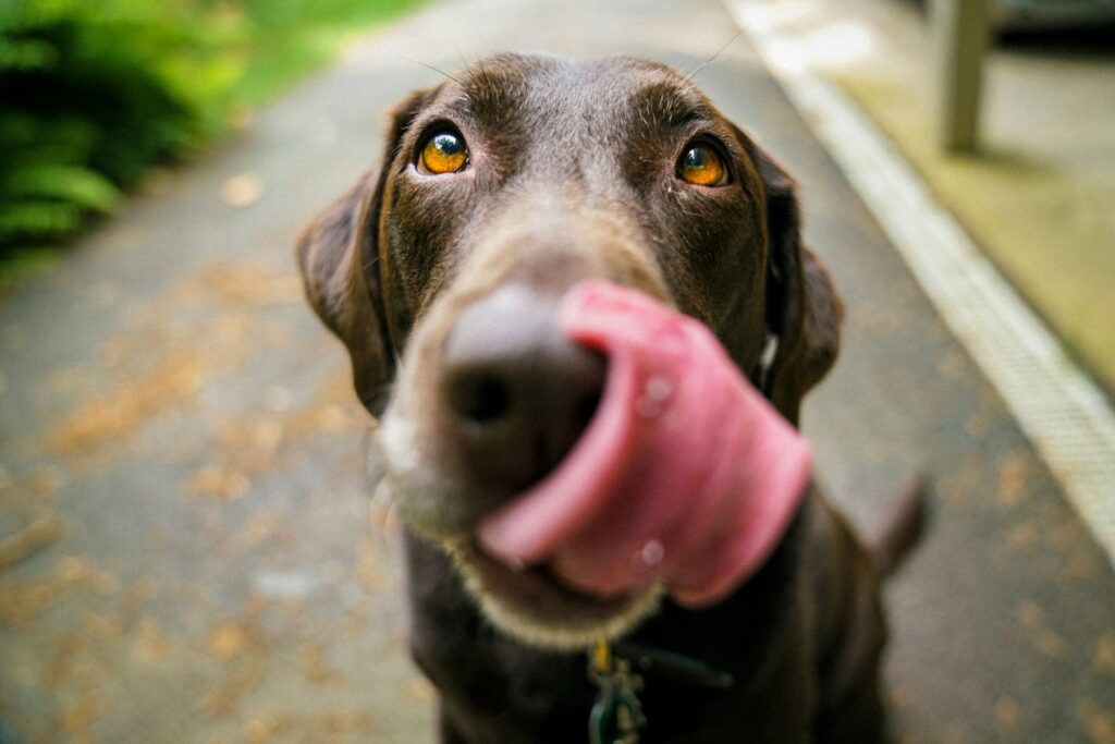 cute dog looking at owner