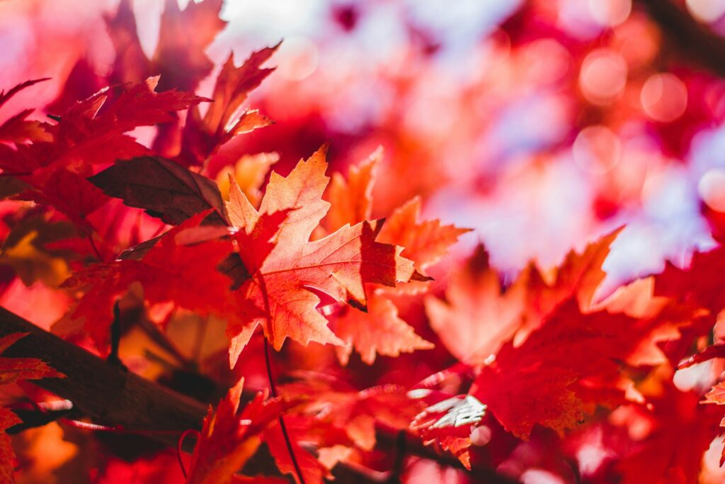 Leaves in the fall.