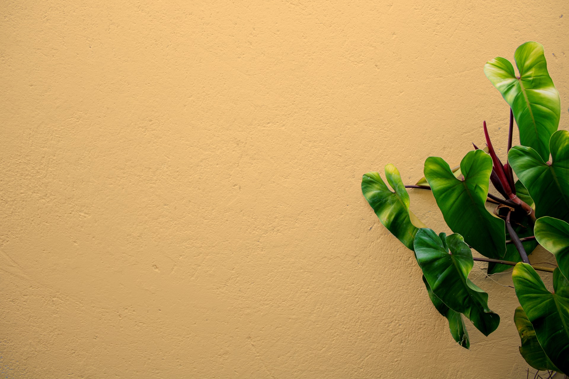 joao-lucas-stutz-Z_l4wohJ6VM-unsplash-1-1