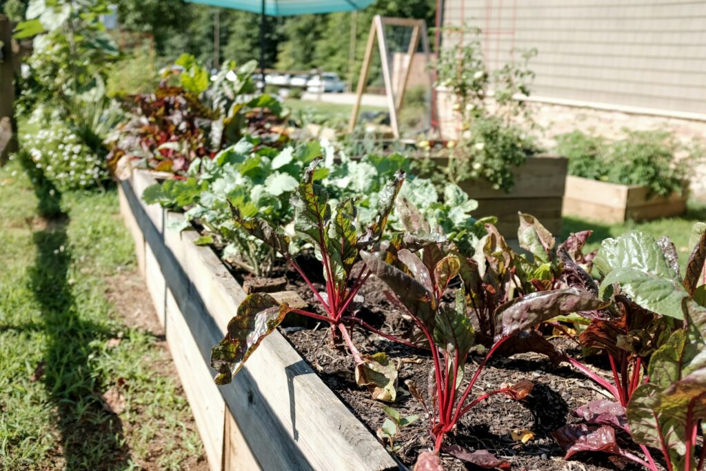 Vegetables growing in a raised garden bed