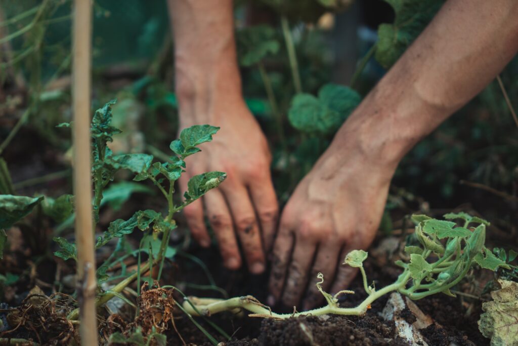 person digging with their hands in the garden