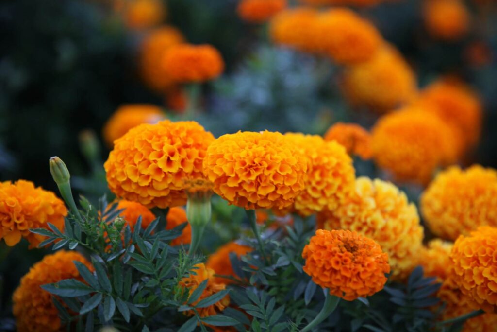 A thriving marigold plant