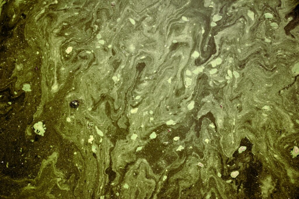 Murky, greenish grey water