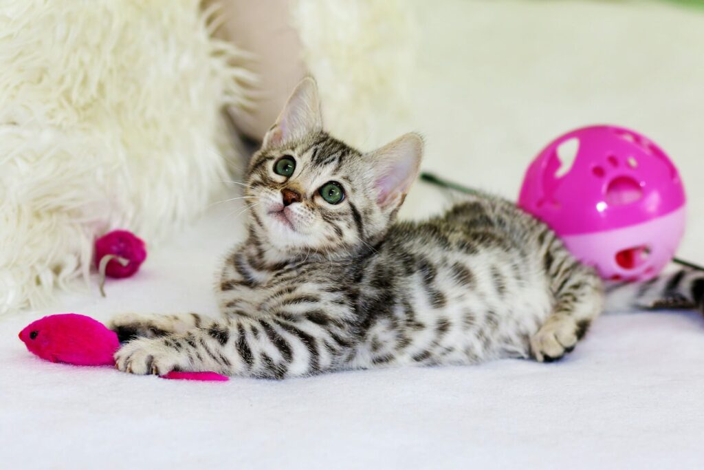 Kitten playing with toys
