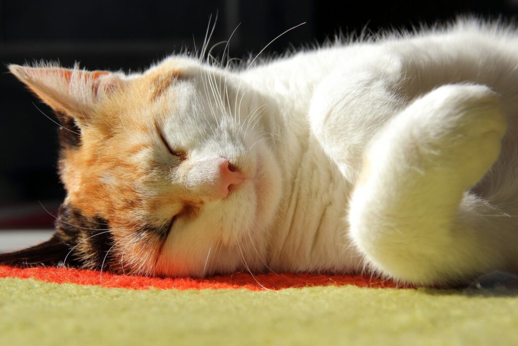 Cat laying on carpet in the sun