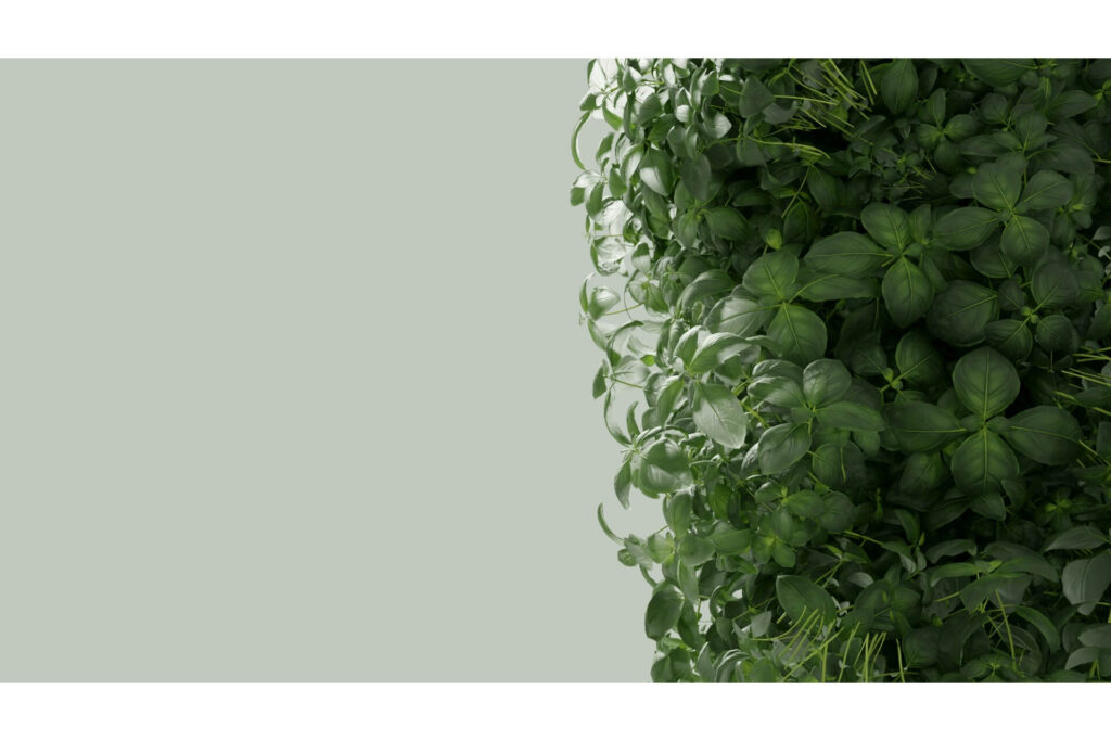 Basil growing on a wall