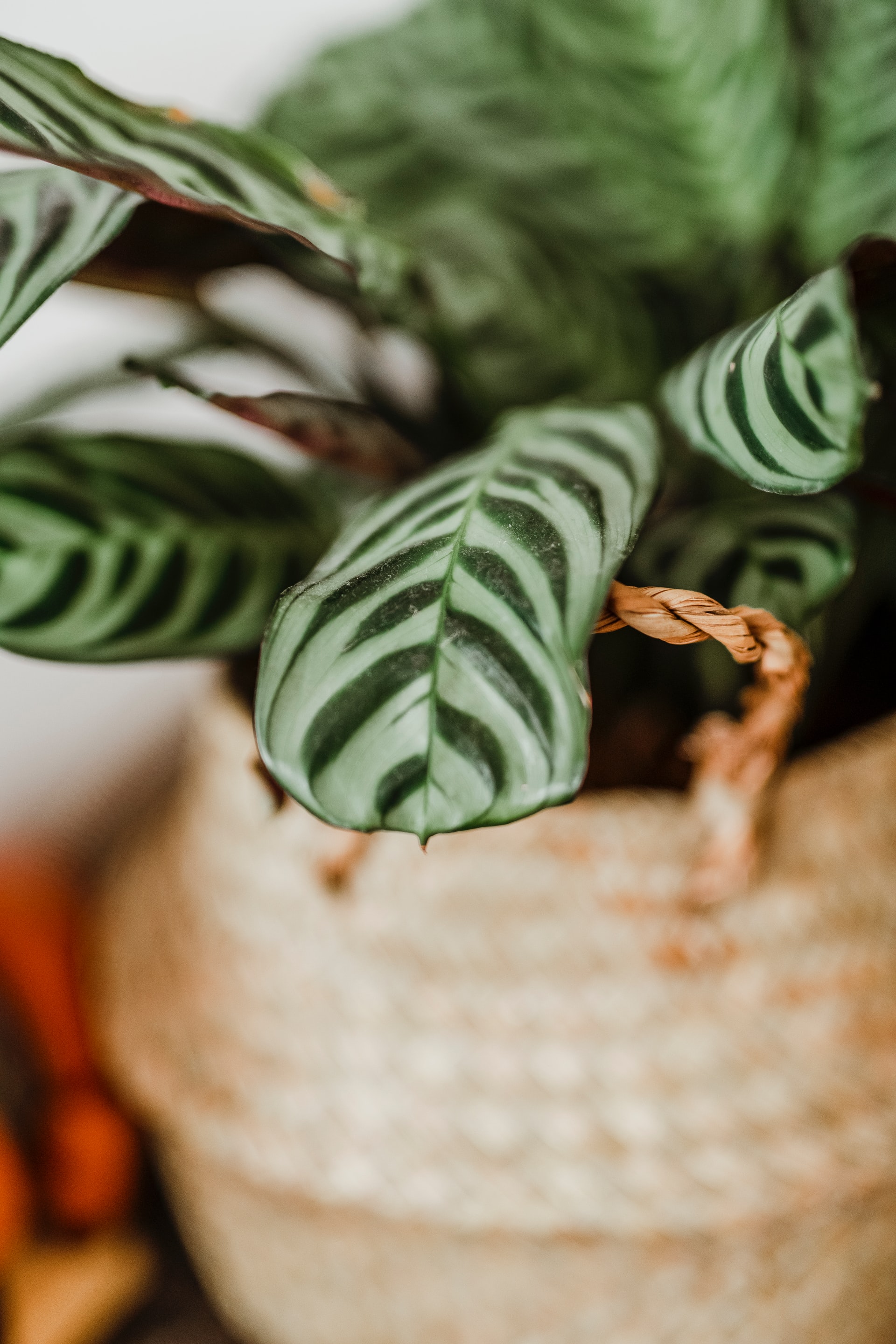 a green plant in a woven basket