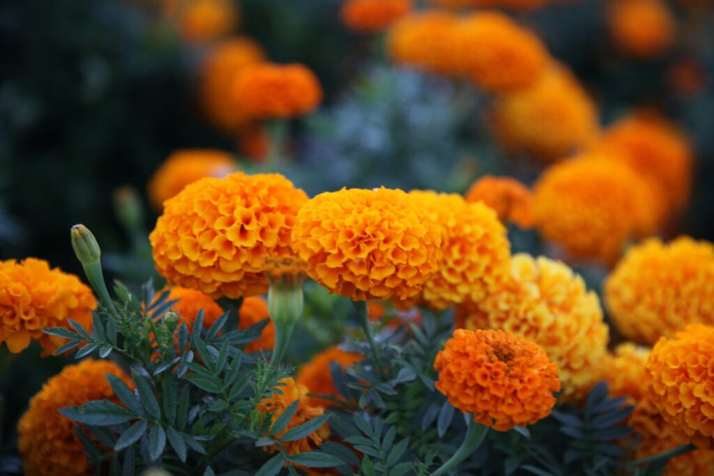 a field of orange marigolds
