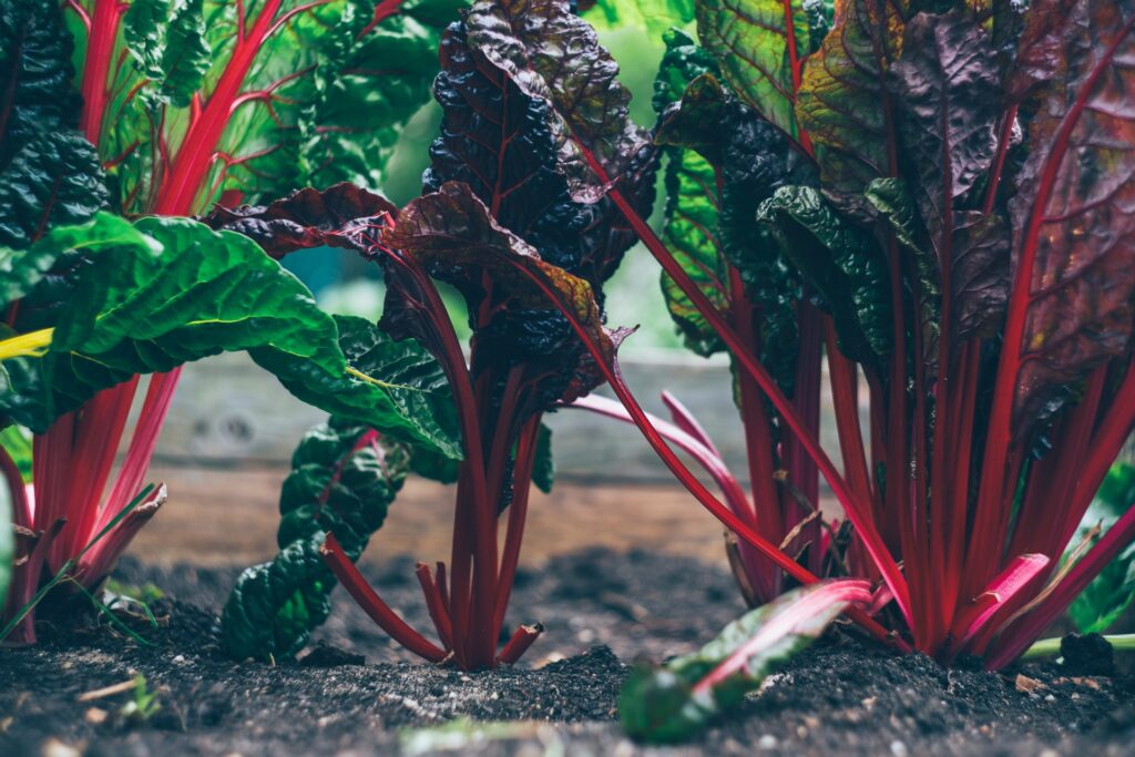 cabbage growing in the garden