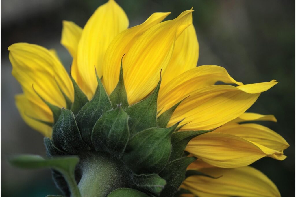 Choose the colors from sunflowers to create a harmonious combination of tan walls, yellow upholstery, and shades of green as decorative elements for any living space.
