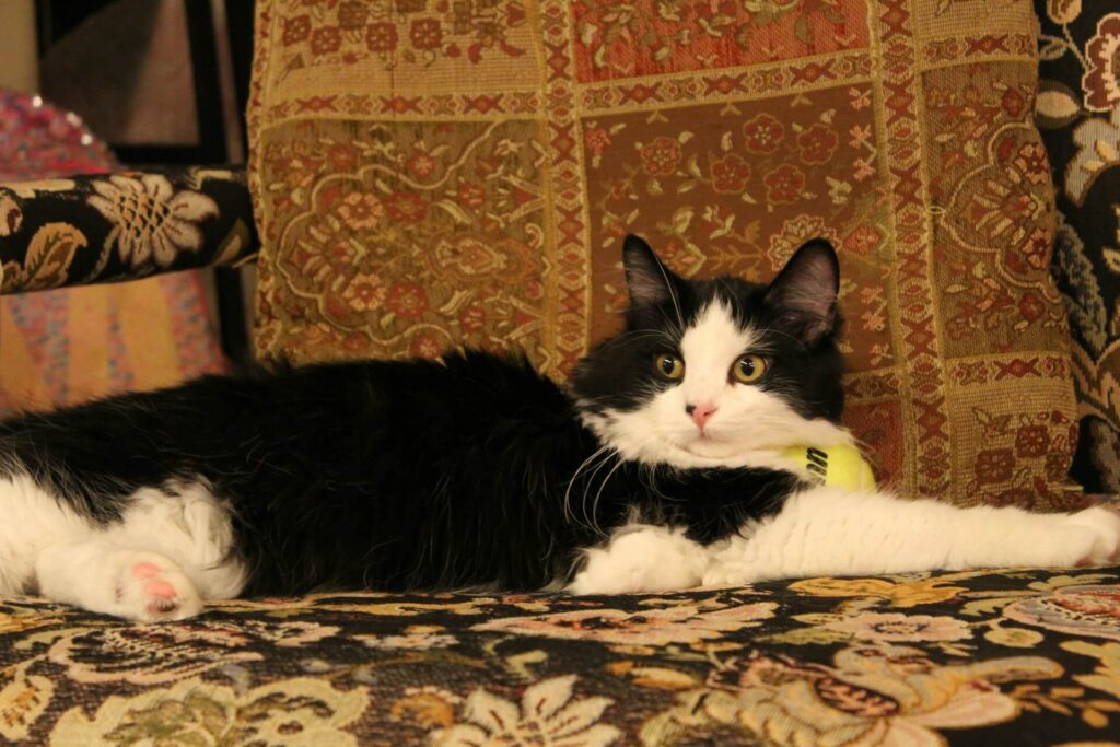 Black and white cat sits on a chair