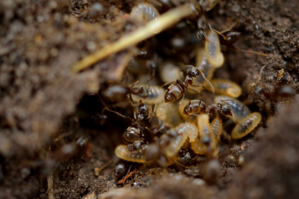 Termites in soil.