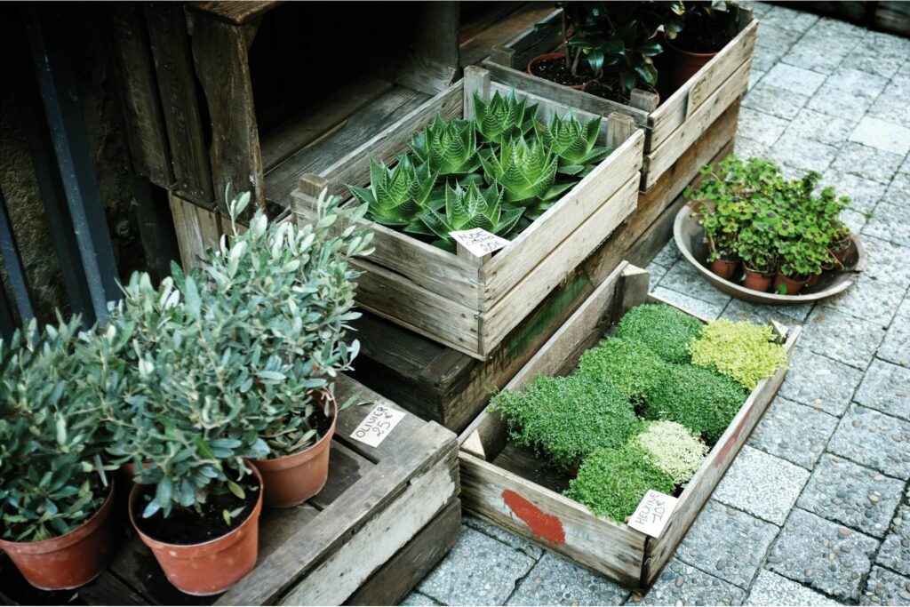 Plants growing in containers