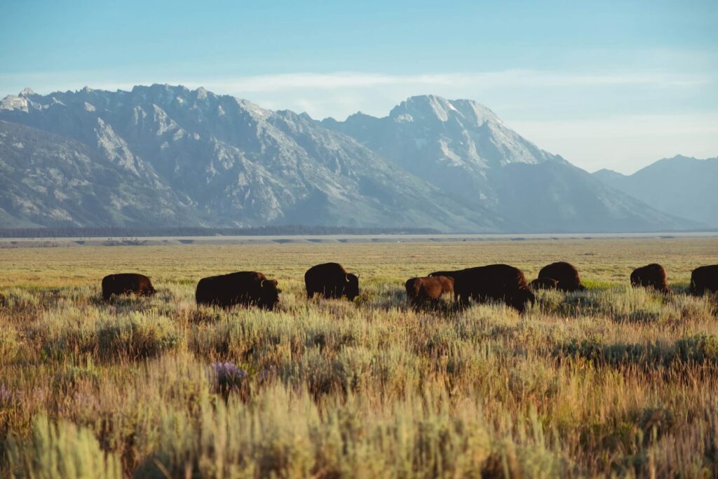 Bison grazing through Grand Teton National Park