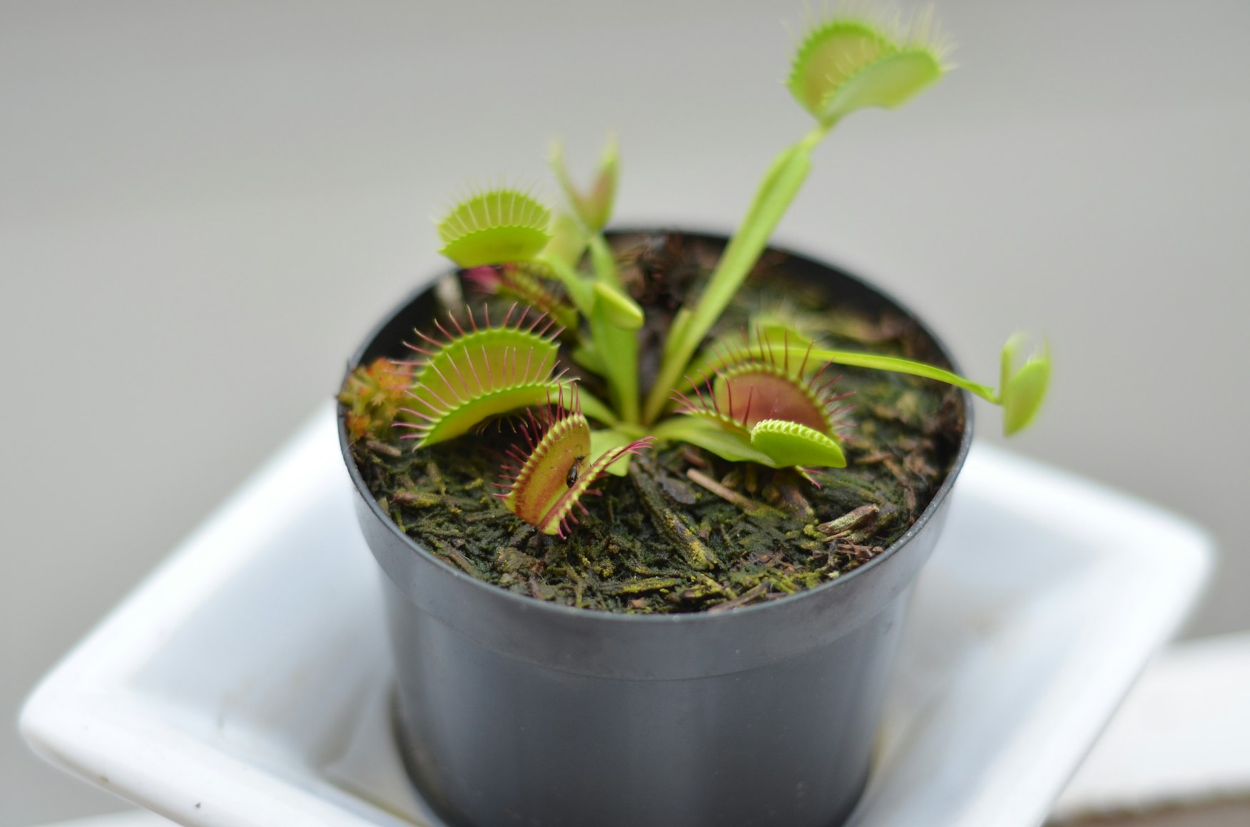 venus flytrap