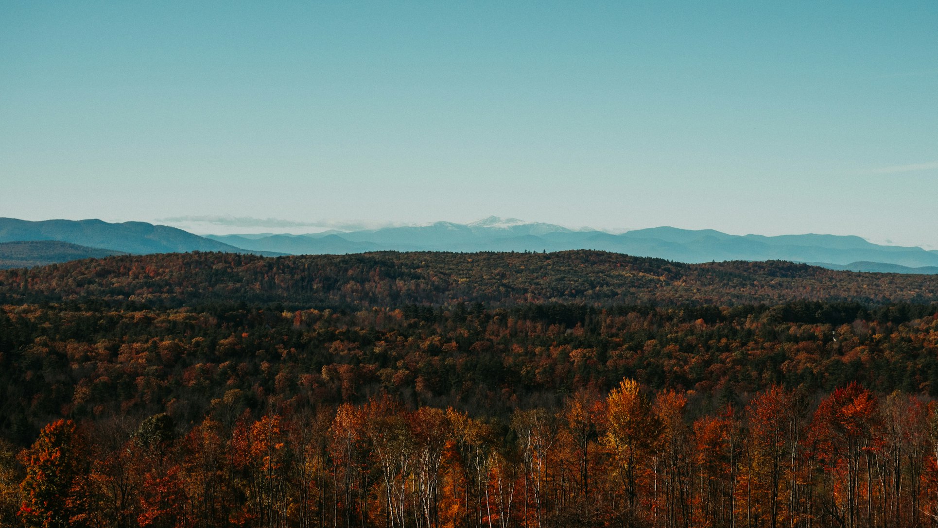 forest during fall season