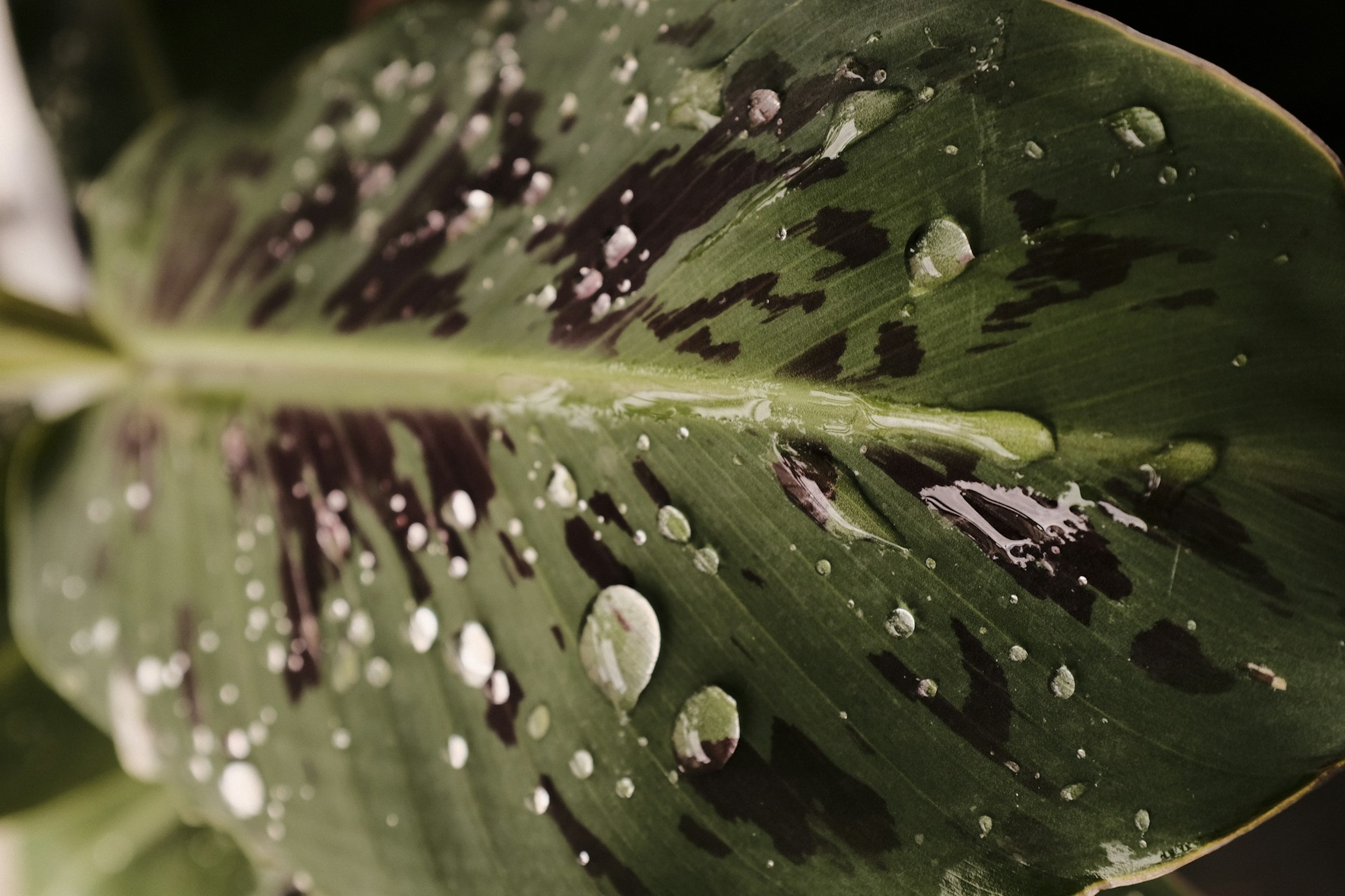leaf with water drops