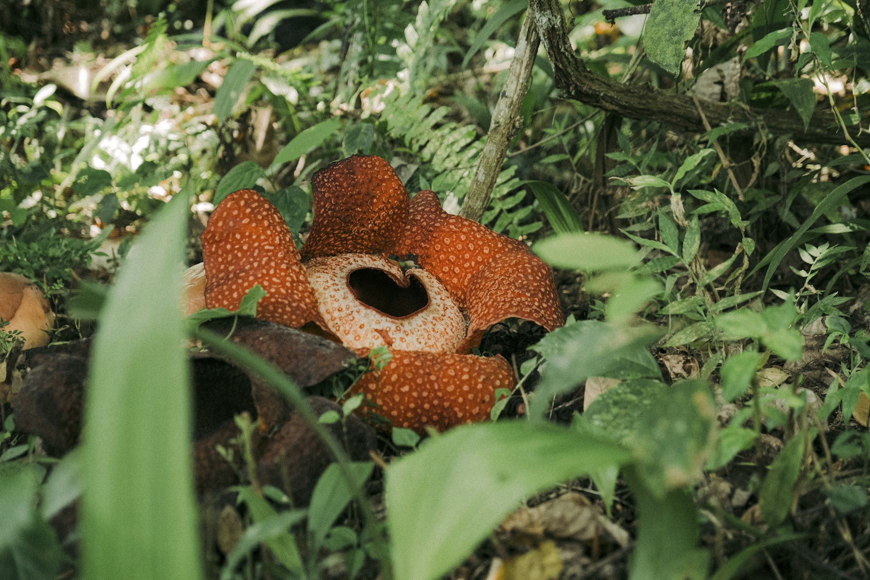 rafflesia arnoldii
