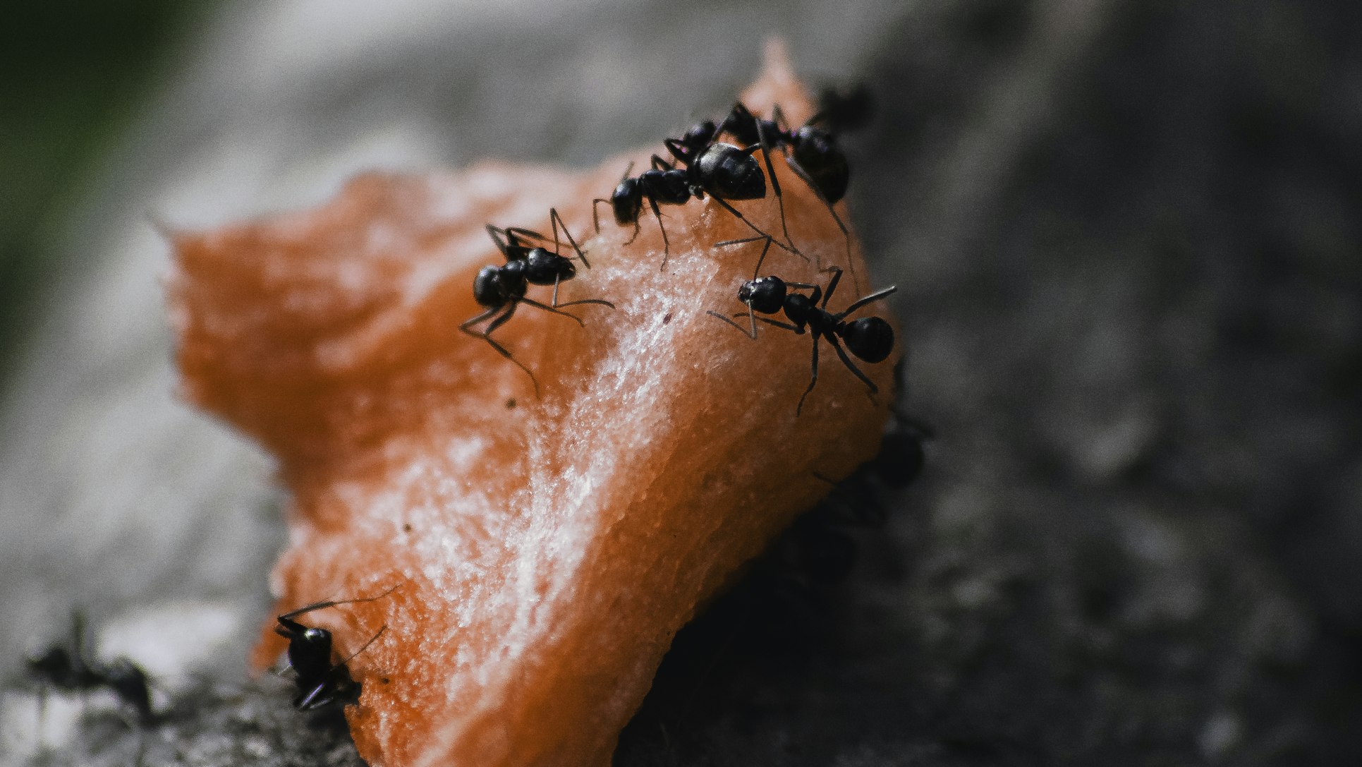 ants eating food scraps