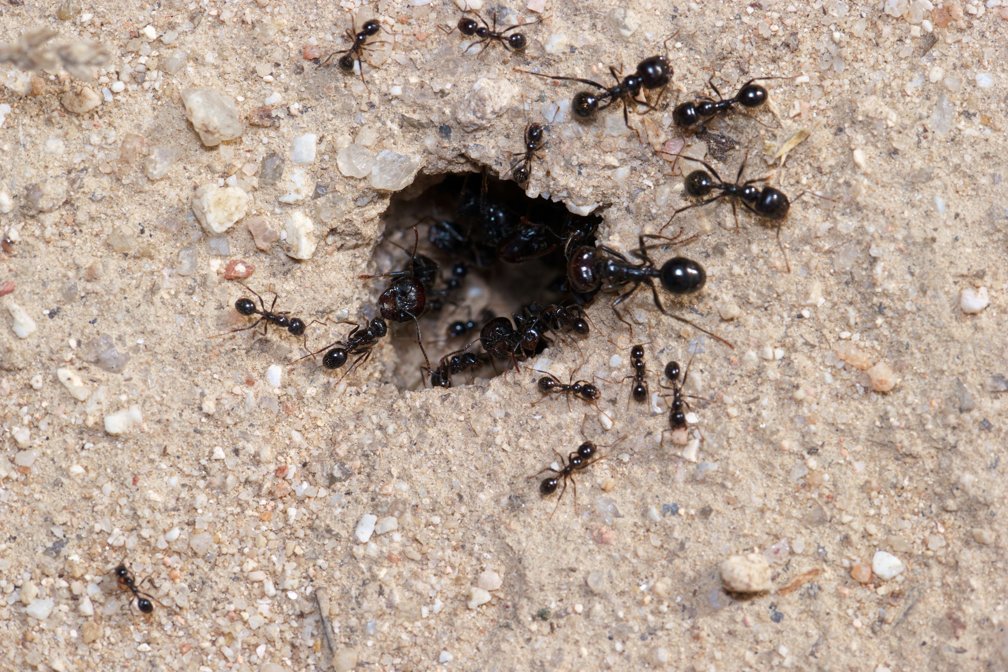 worker ants