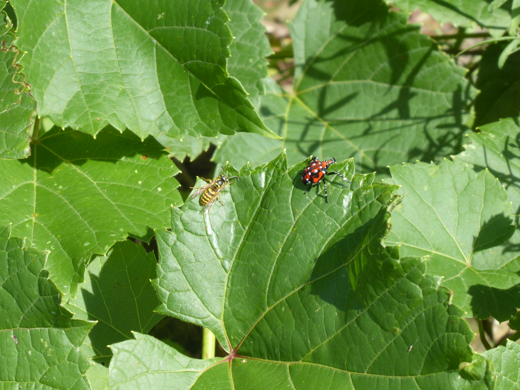 plant insects