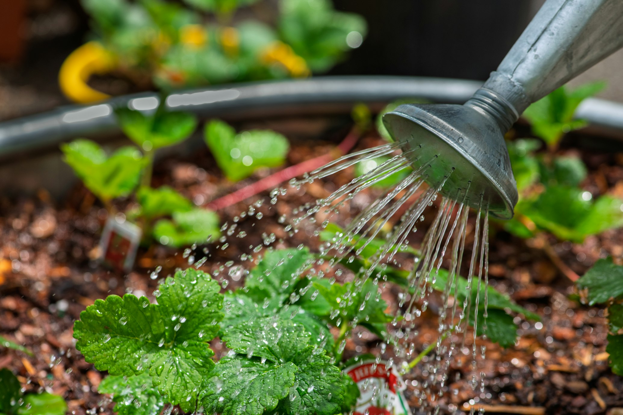 watering plant
