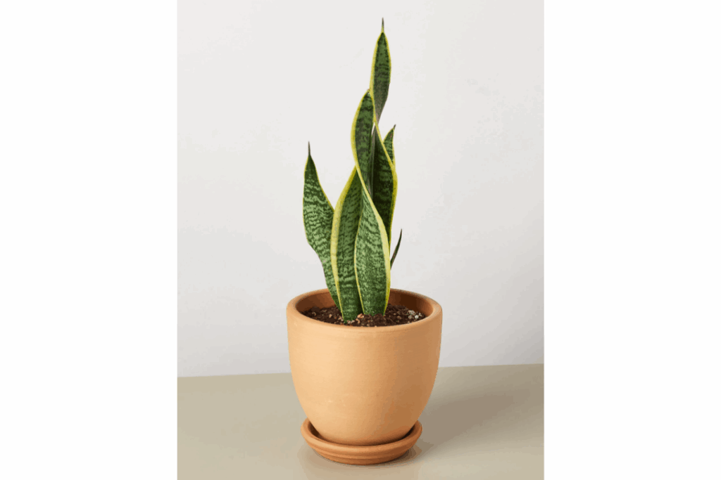 a spiraling green snake plant in a terra cotta pot