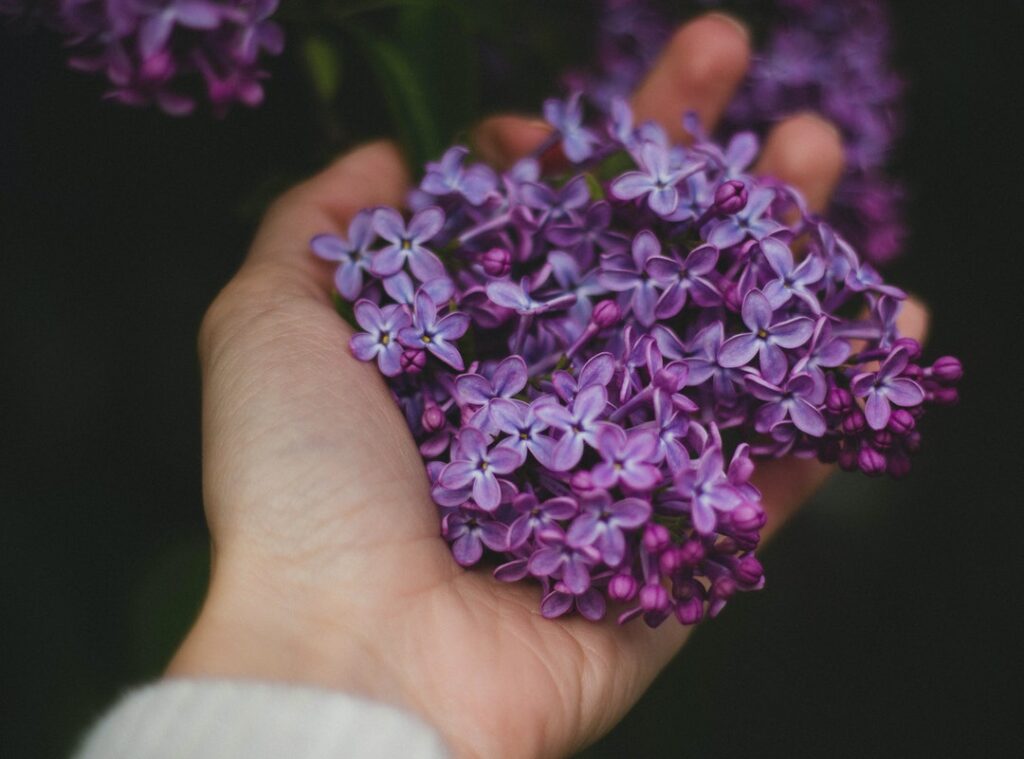 a hand holding a purple flower