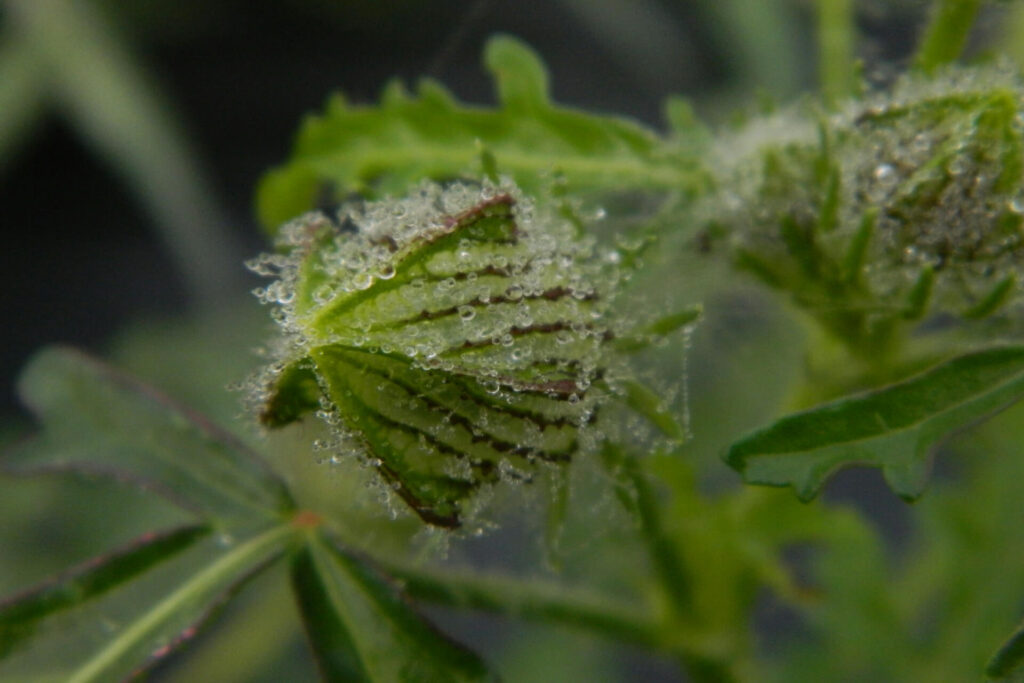 Spraying these recipes introduces the weeds to vinegar and salt, which easily kill them.