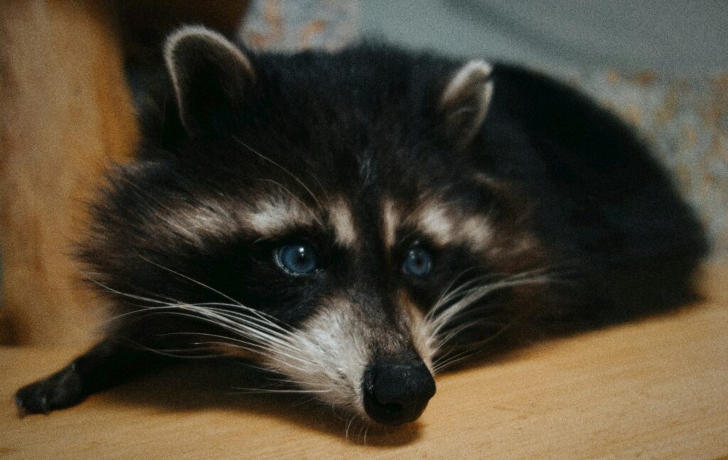 cute raccoon with blue eyes