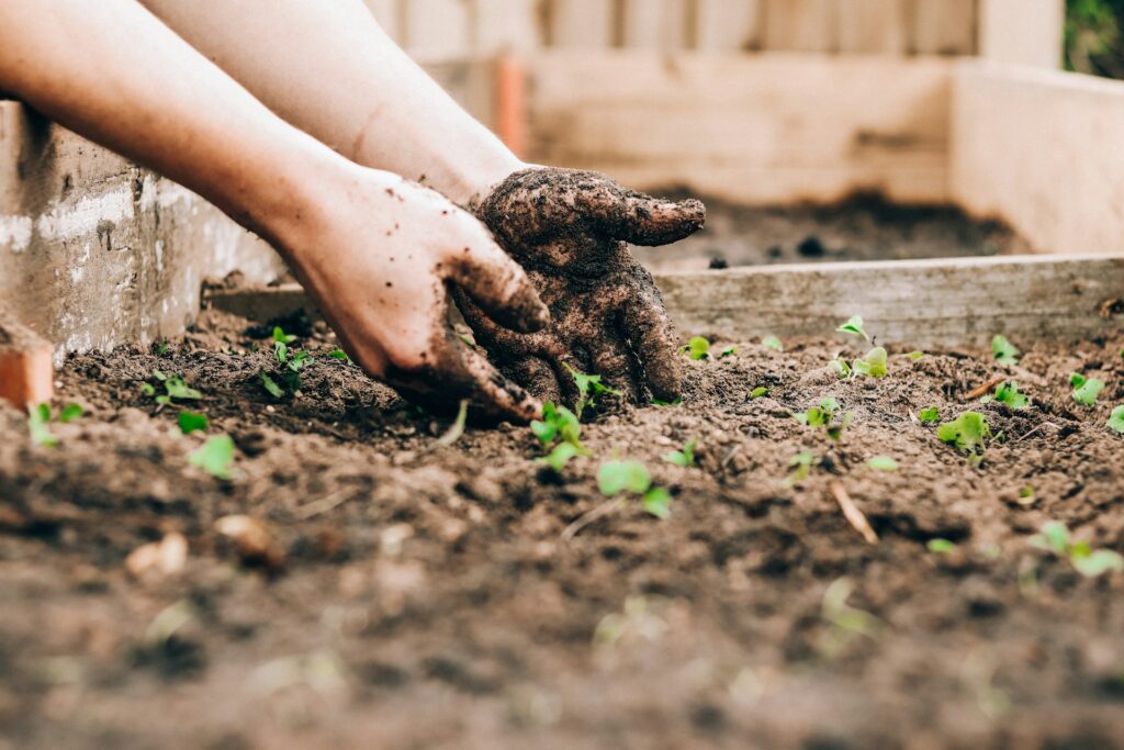 A person with dirt all over their hands reaches into the soil to help tiny green sprouts grow.