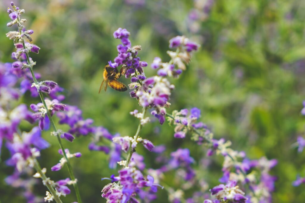 A bee on a flower.