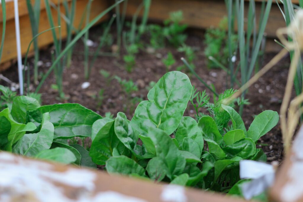 garden box with plants growing