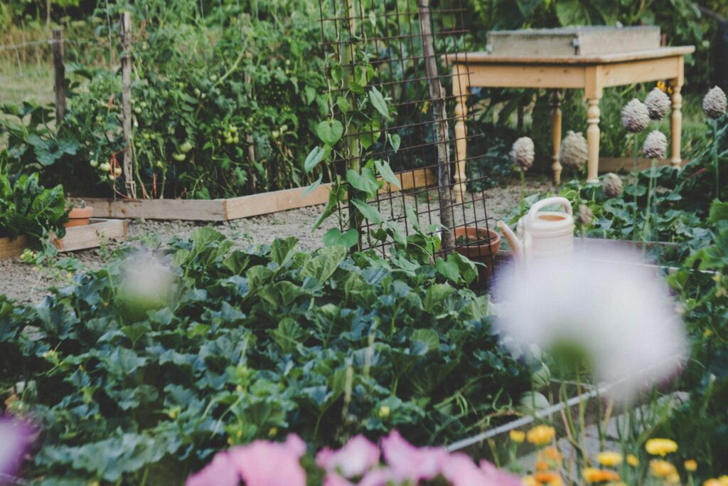 A vegetable garden.