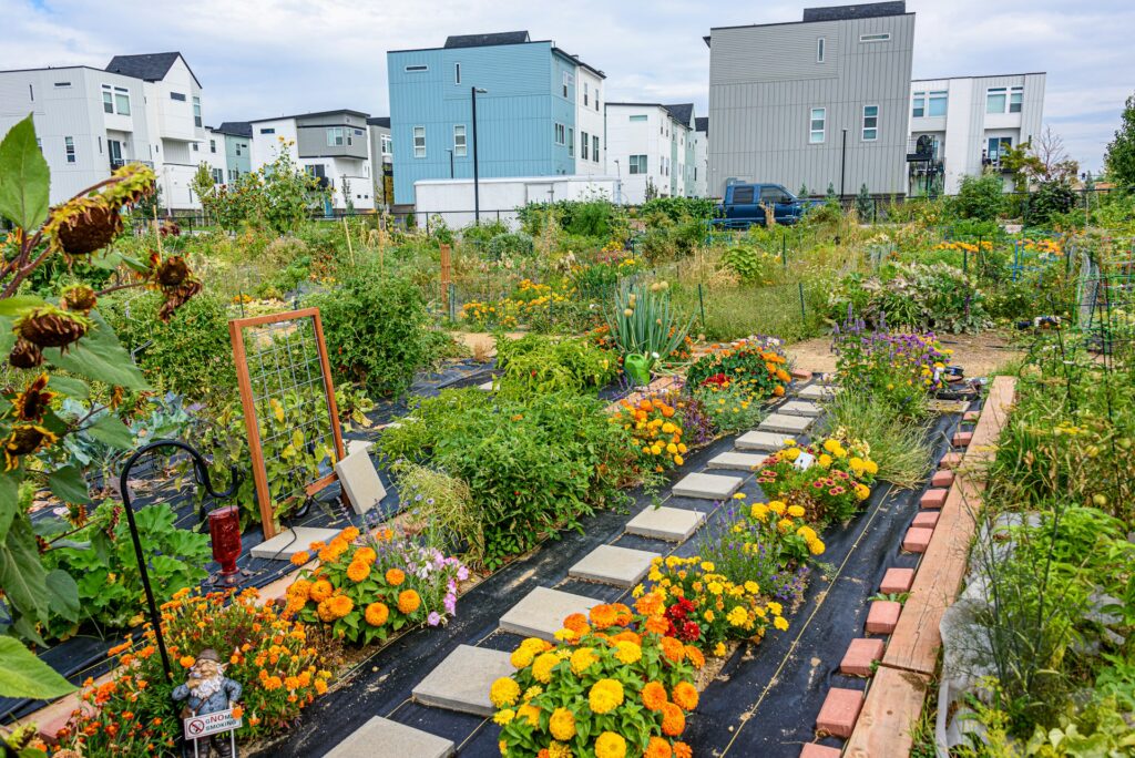 A flower border garden sits on the edge of a bigger garden filled with greenery. Town homes line the distance behind the garden.