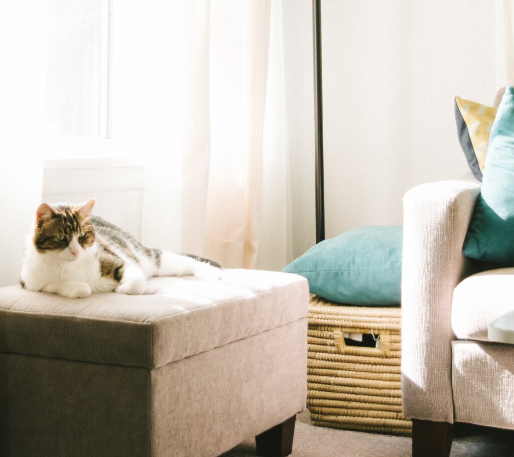 a cat resting on a storage ottoman