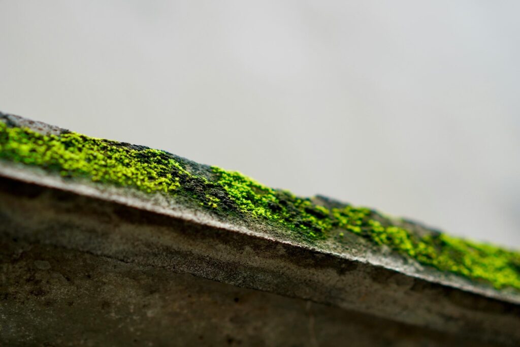 Mold growing on a moist surface