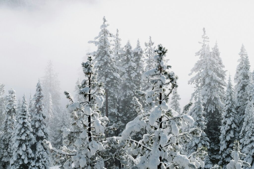Snow on trees.