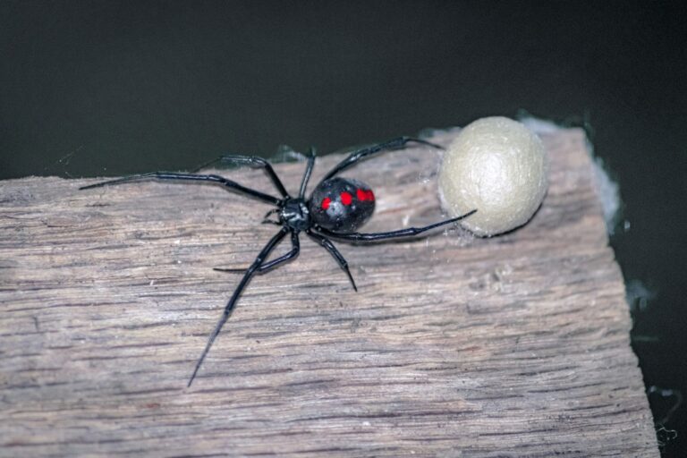 How to Get Rid of Black Widows By Identifying and Eliminating Infestations